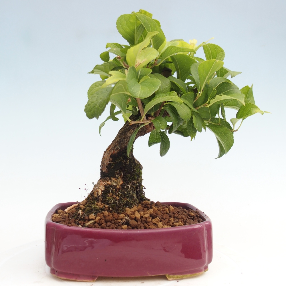 Outdoor bonsai - Celastrus Jesenec