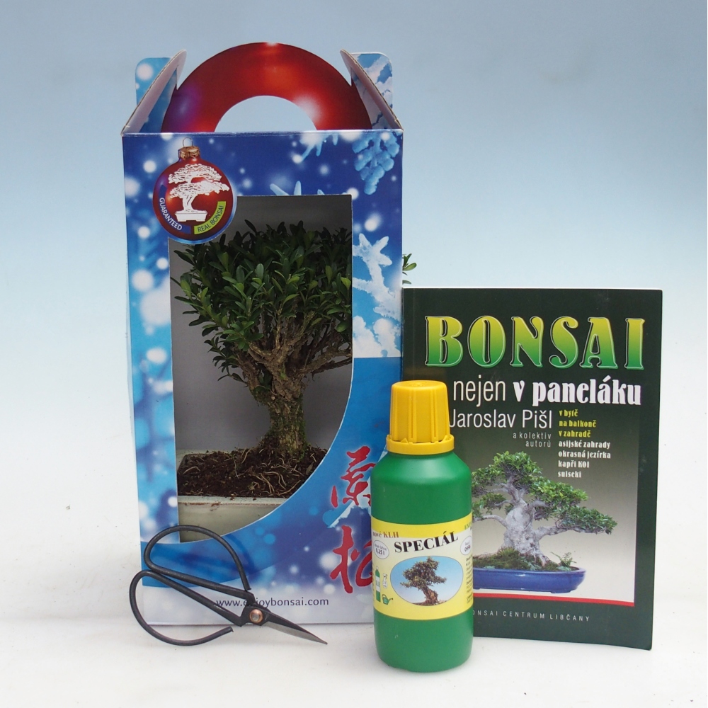 Room bonsai in gift box Buxus harlandii - cork buxus