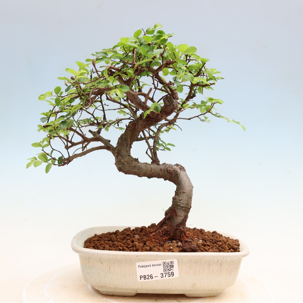 Room bonsai - Ulmus parvifolia - Small-leaved elm