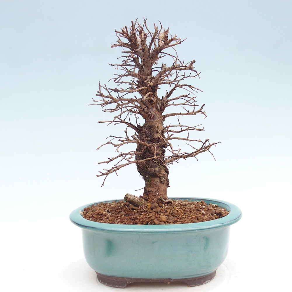 Outdoor bonsai - Zelkova - Zelkova NIRE