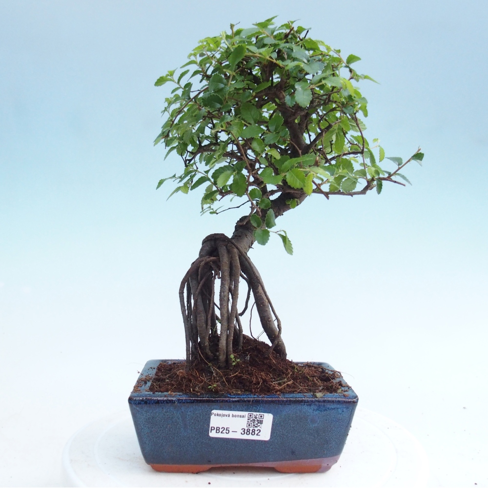 Room bonsai - Ulmus parvifolia - Small-leaved elm