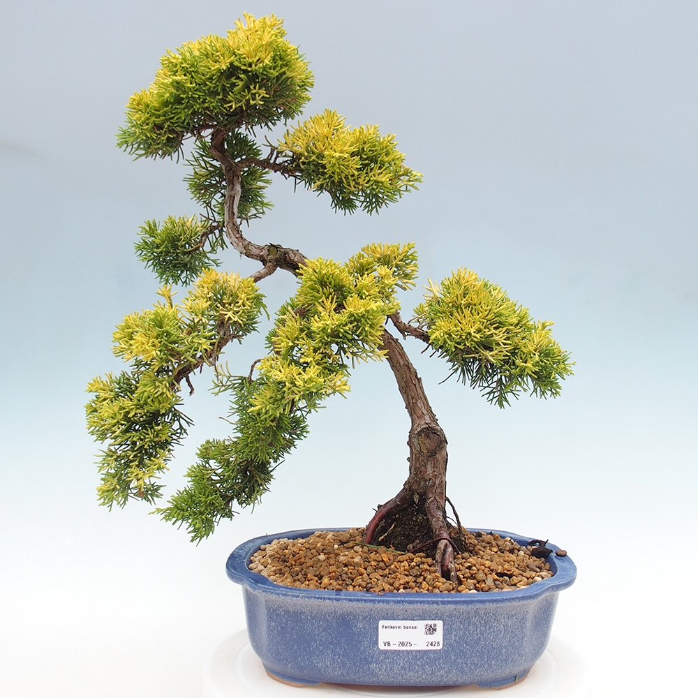 Outdoor bonsai - Juniperus chinensis plumosa aurea - Chinese golden juniper