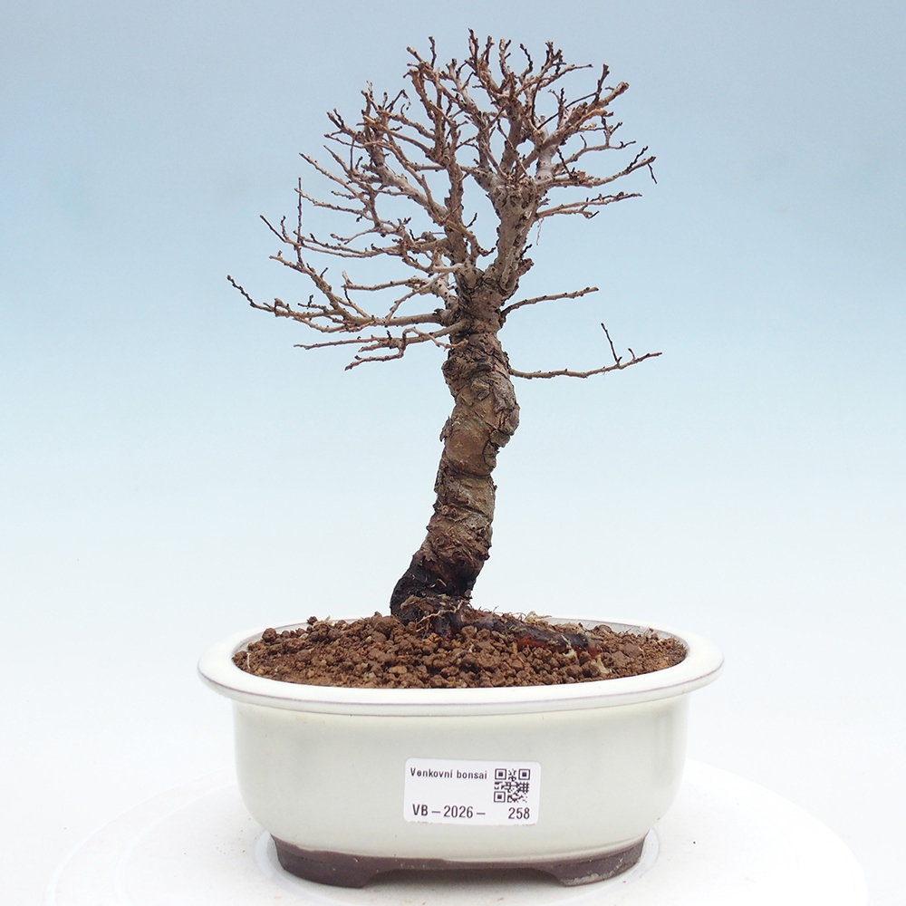 Outdoor bonsai - Zelkova - Zelkova NIRE