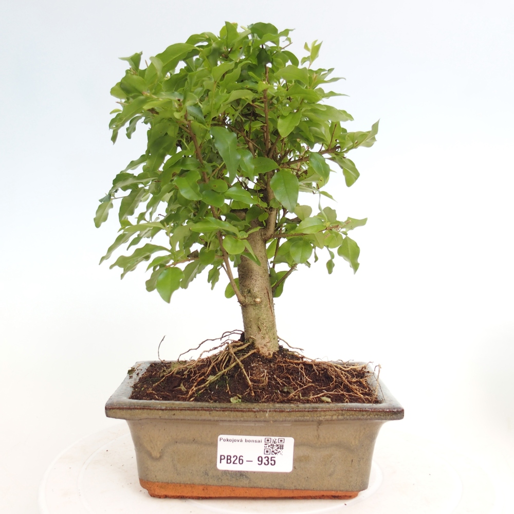 Room bonsai -Ligustrum chinensis - Birds Beak