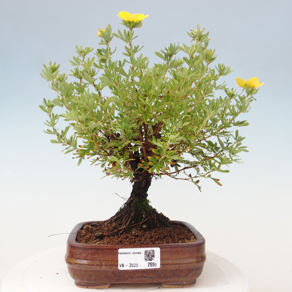 Outdoor bonsai-Cinquefoil - Potentila fruticosa yellow Bird