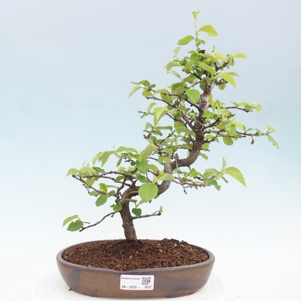 Outdoor bonsai - Chaneomeles chinensis