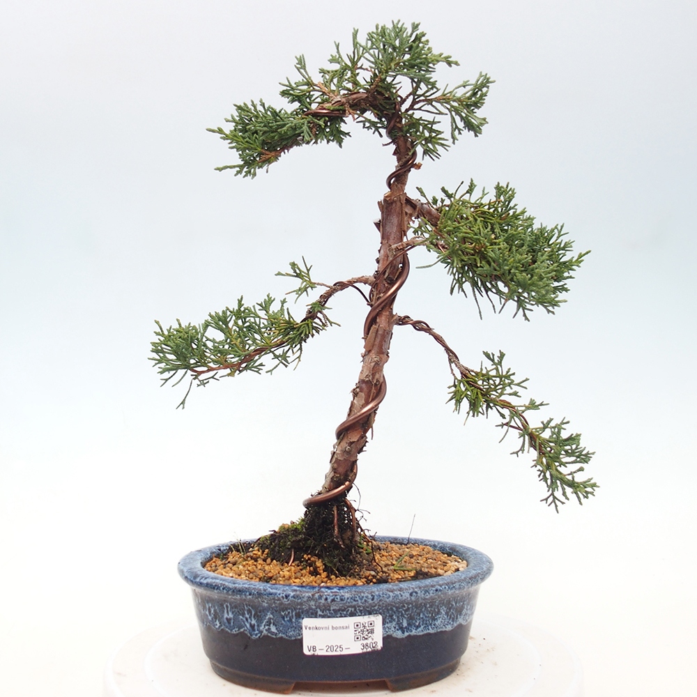 Outdoor bonsai - Juniperus chinensis Kishu