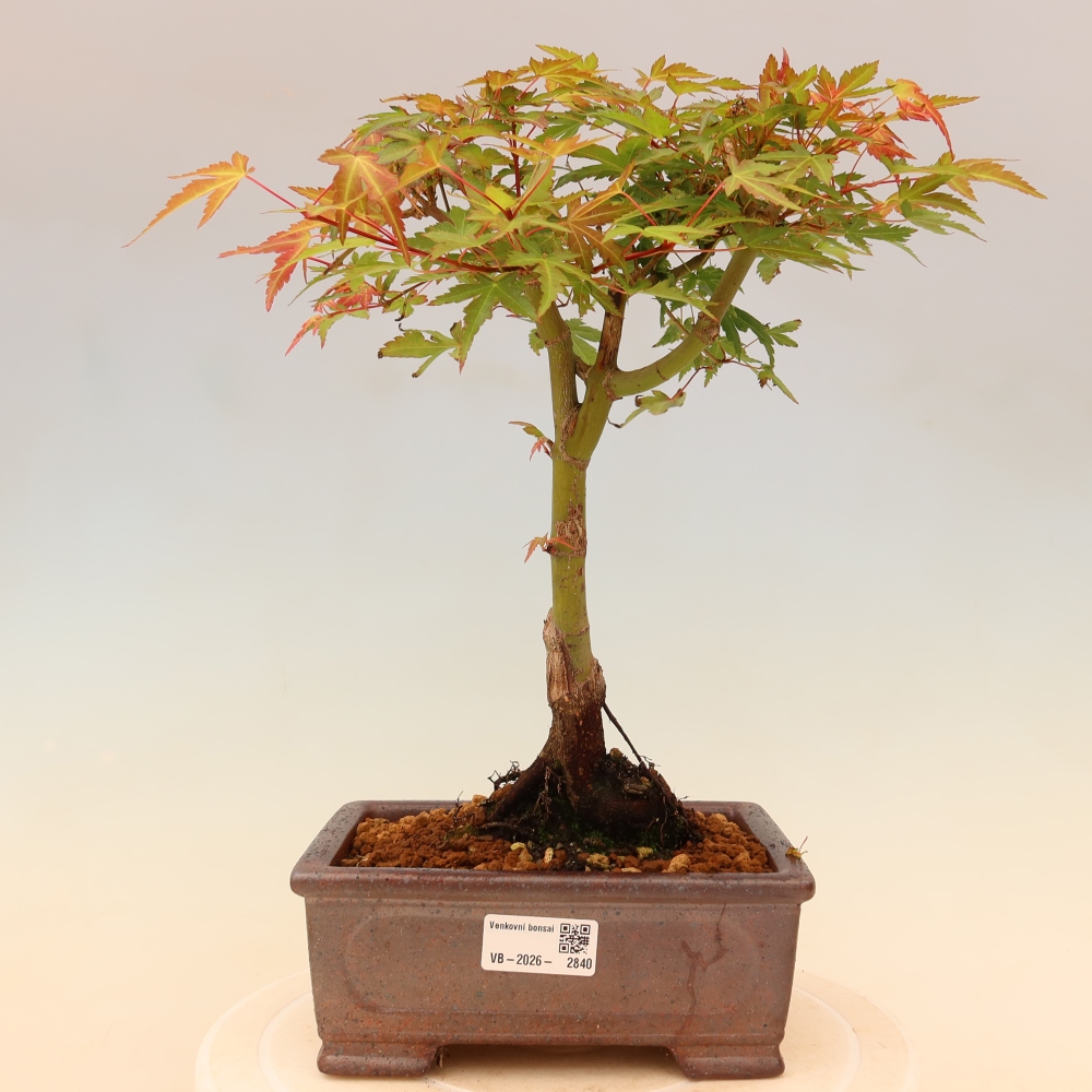 Norway maple - Acer palmatum Beni Tsukasa