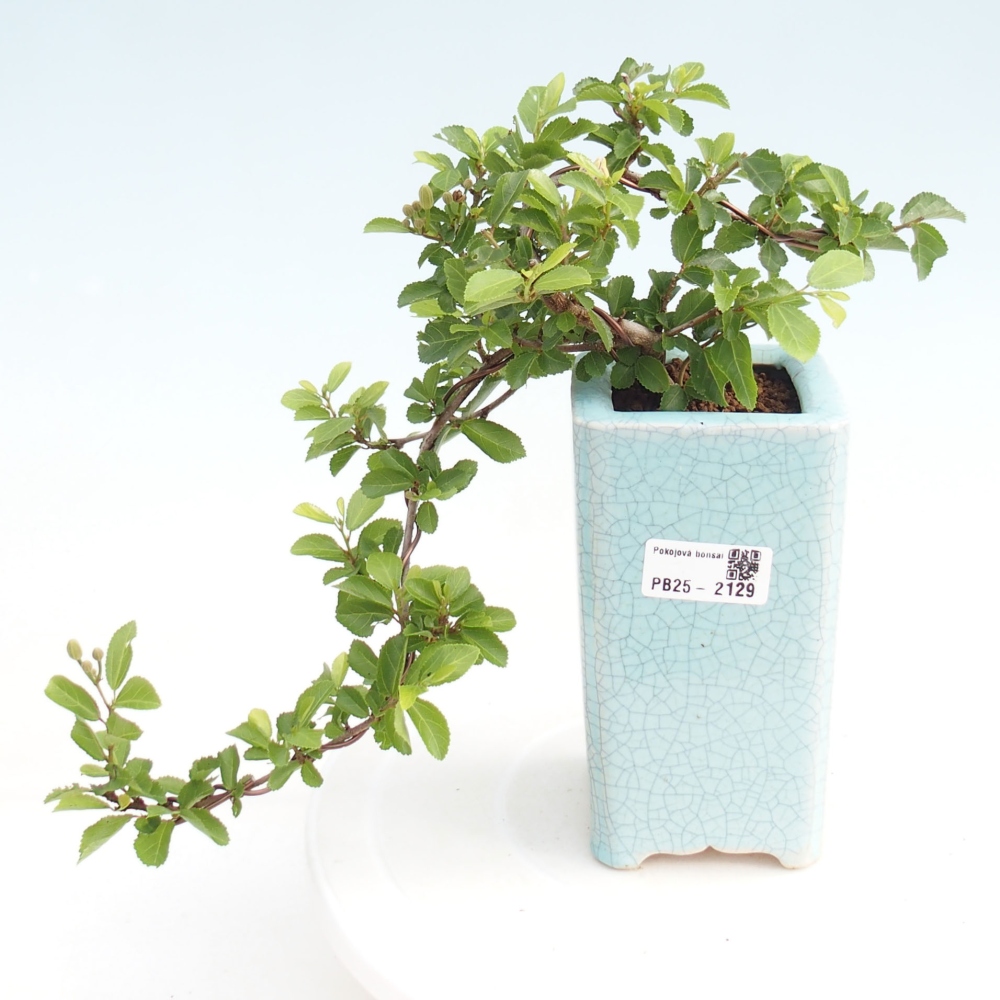 Indoor bonsai - Grewia occidentalis - Lavender star