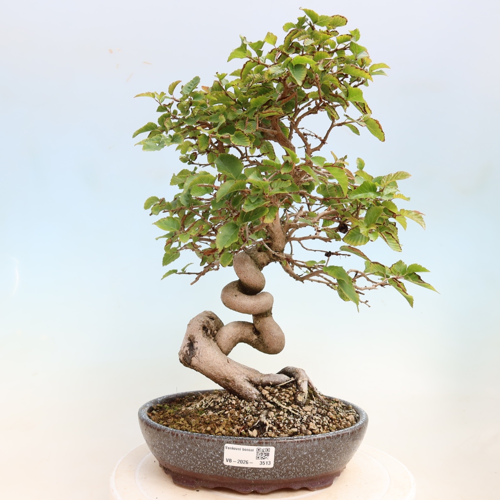Outdoor bonsai -Carpinus CARPINOIDES - Korean Hornbeam
