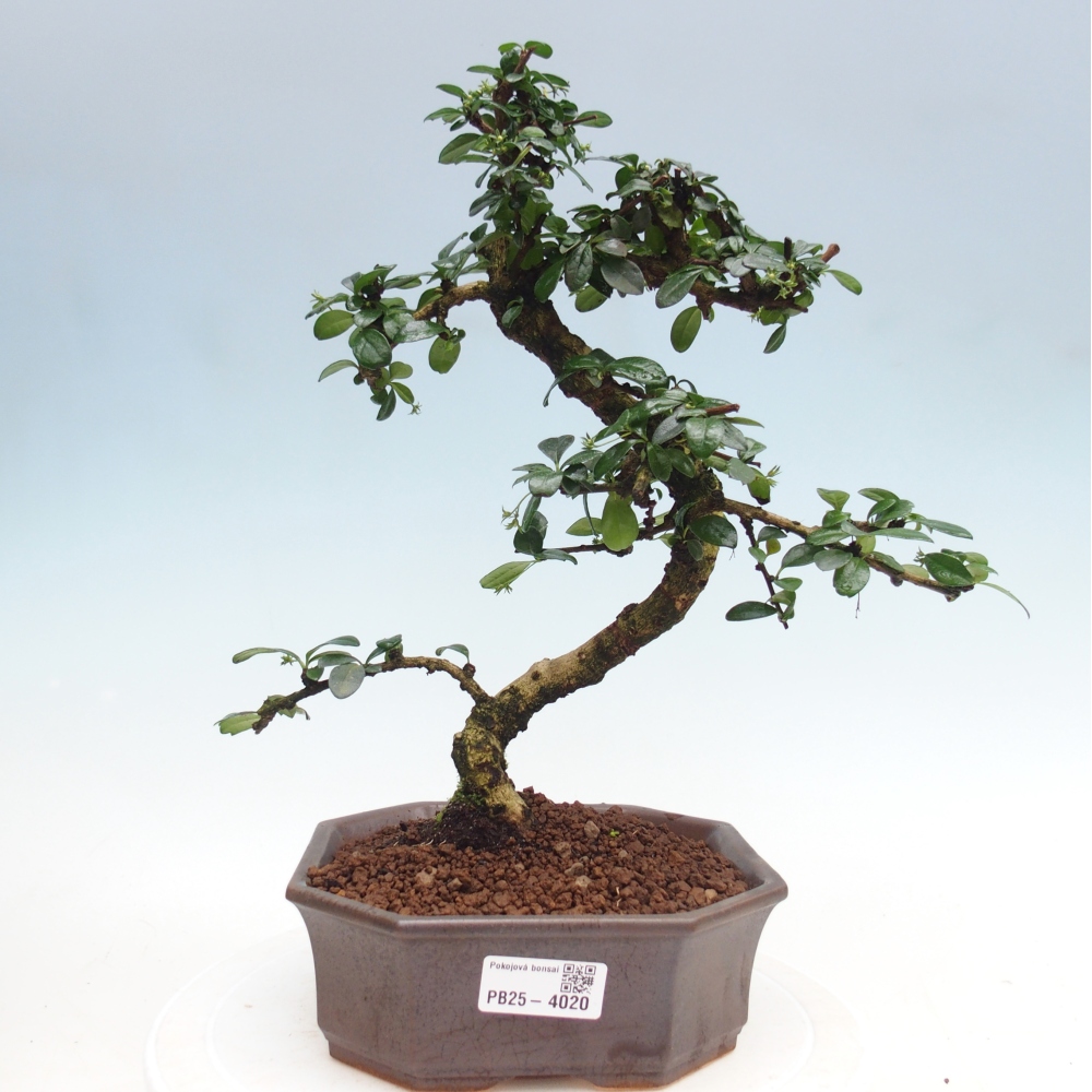 Room bonsai - Carmona macrophylla - Tea fuki