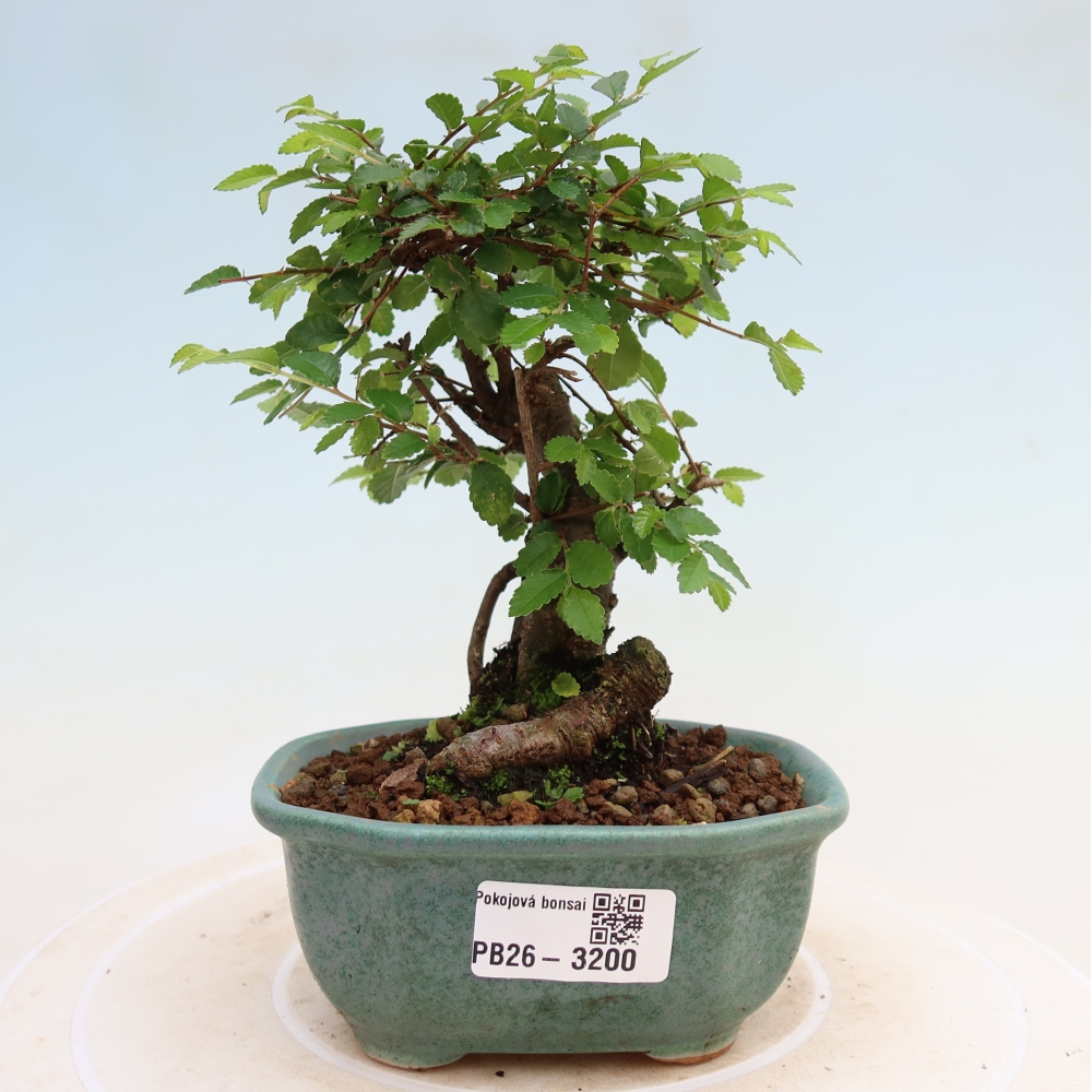 Room bonsai - Ulmus parvifolia - Small-leaved elm