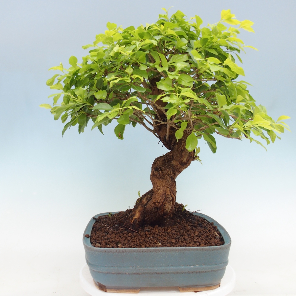 Room bonsai - Duranta erecta Aurea - PERSONAL COLLECTION ONLY or pallet transport