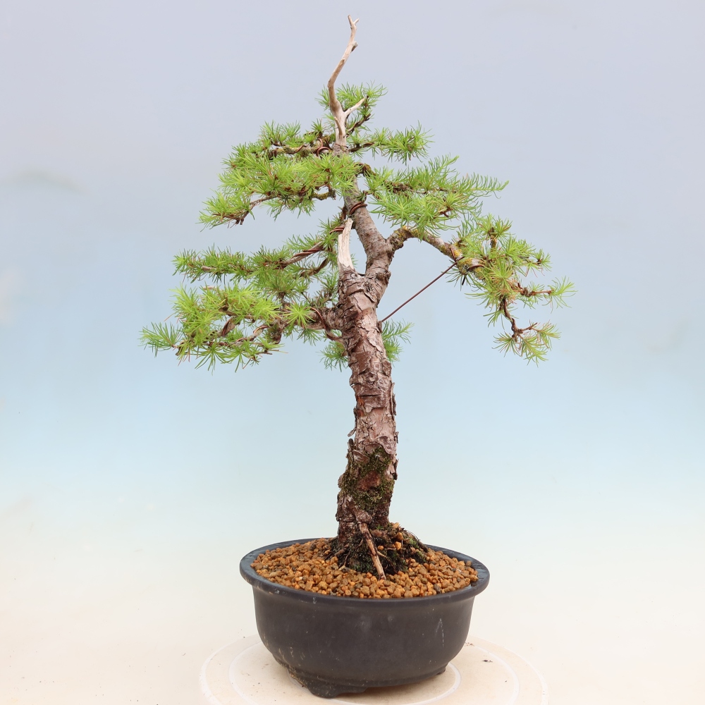 Outdoor bonsai -Larix decidua - Larch