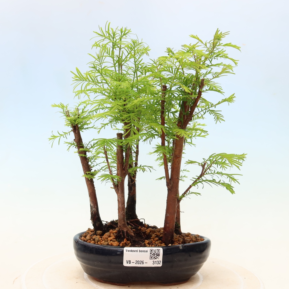 Outdoor Bonsai - Metasequoia glyptostroboides - Chinese Metasequoia - Grove