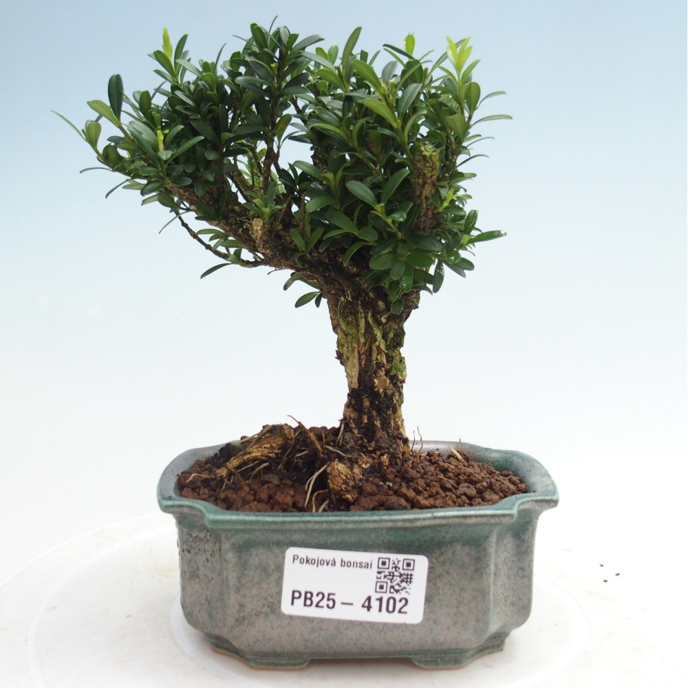 Room bonsai - Buxus harlandii - cork buxus