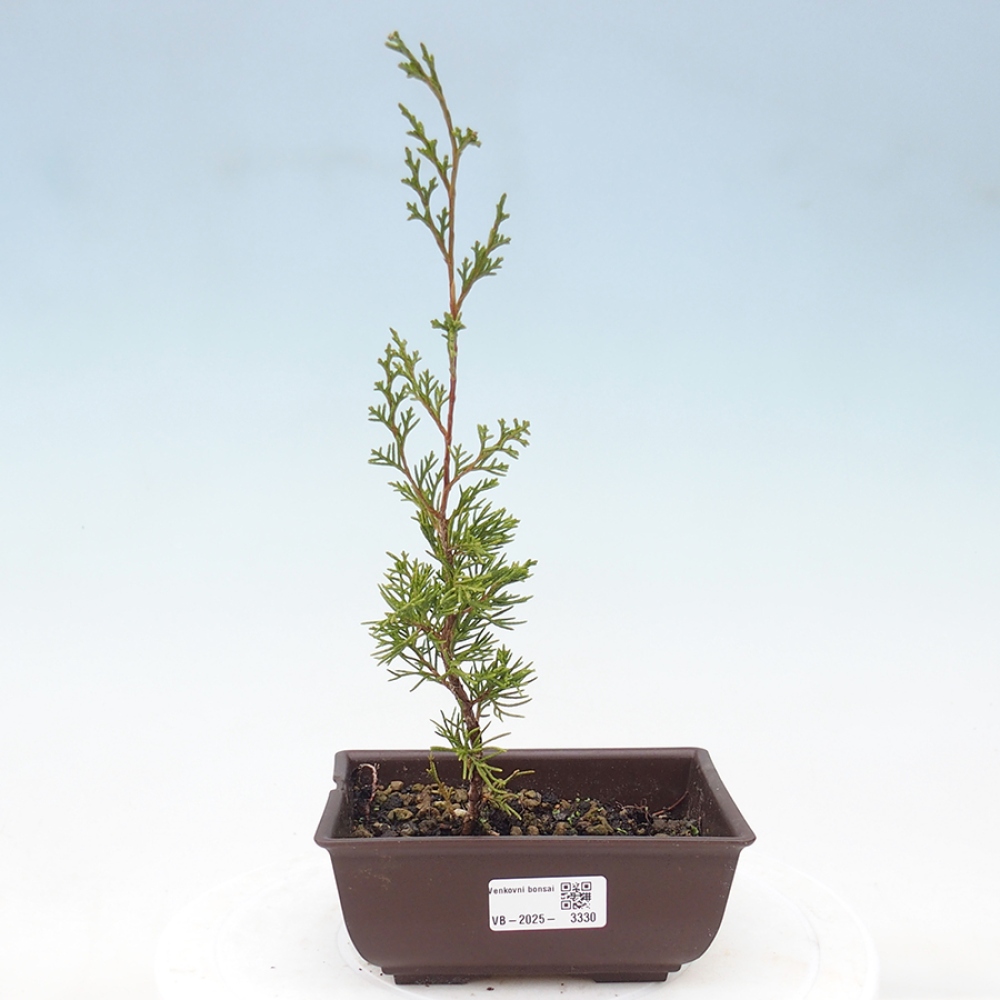 Outdoor bonsai - Juniperus chinensis Itoigawa - Chinese juniper