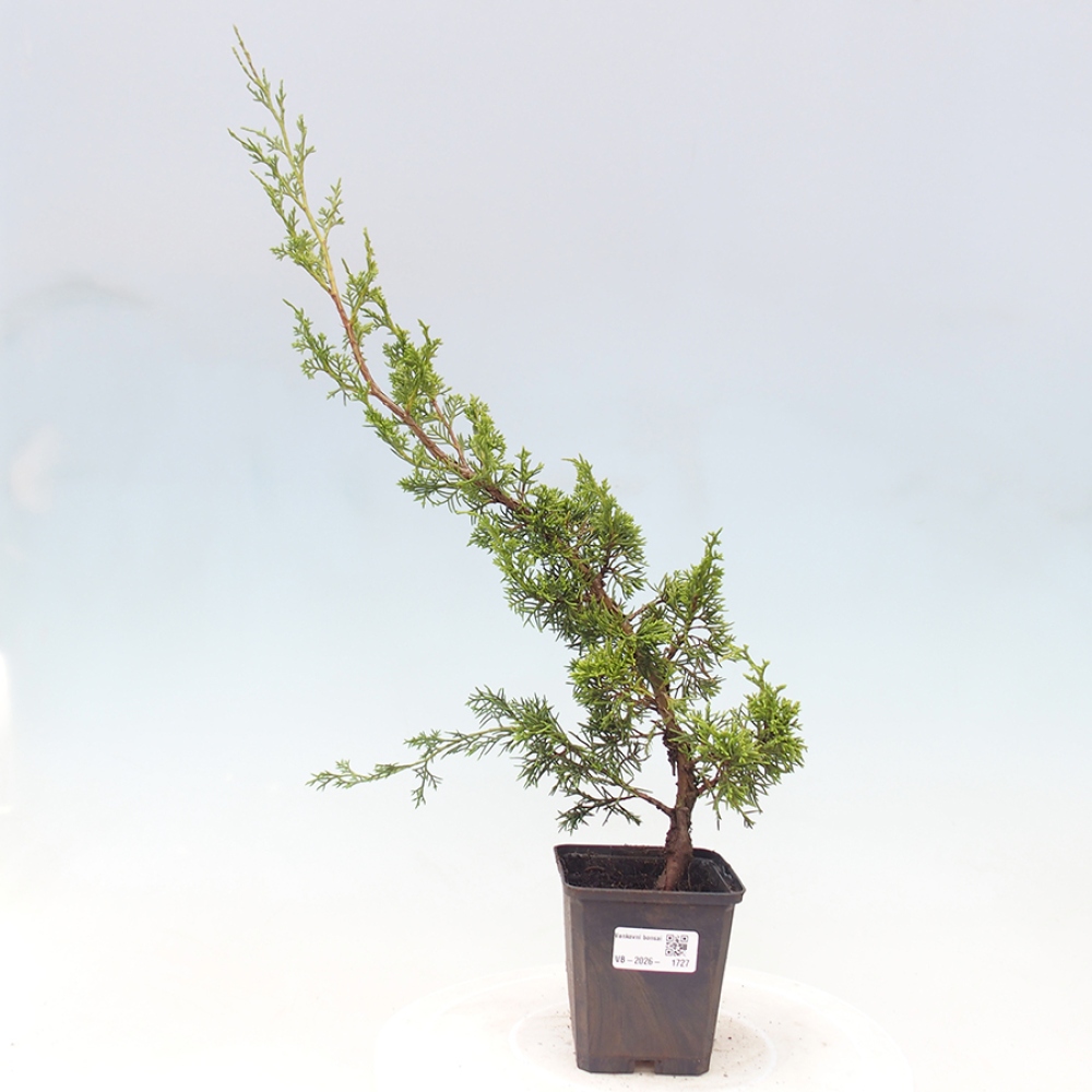 Outdoor bonsai - Juniperus chinensis Itoigawa
