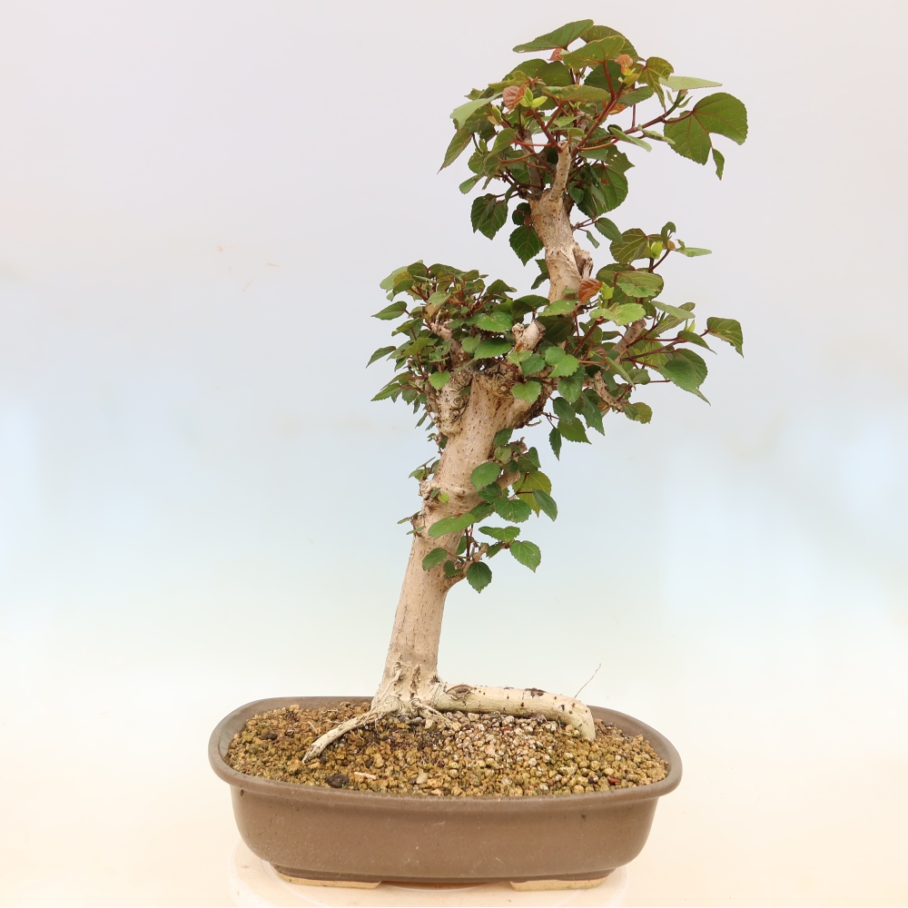 Indoor bonsai - Hibiscus tiliaceus - Sea Hibiscus