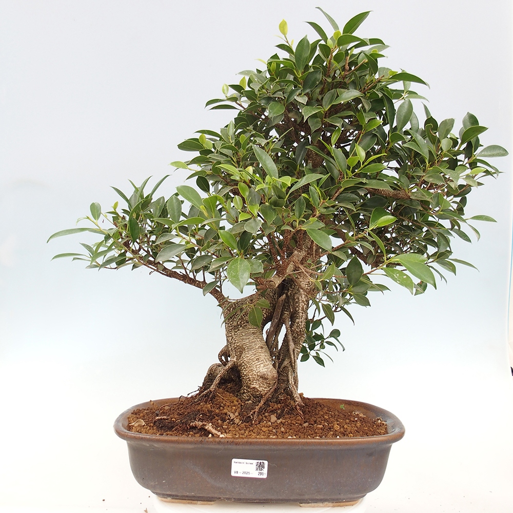 Room bonsai - Ficus kimmen - small-leaved ficus - PERSONAL COLLECTION ONLY or pallet transport