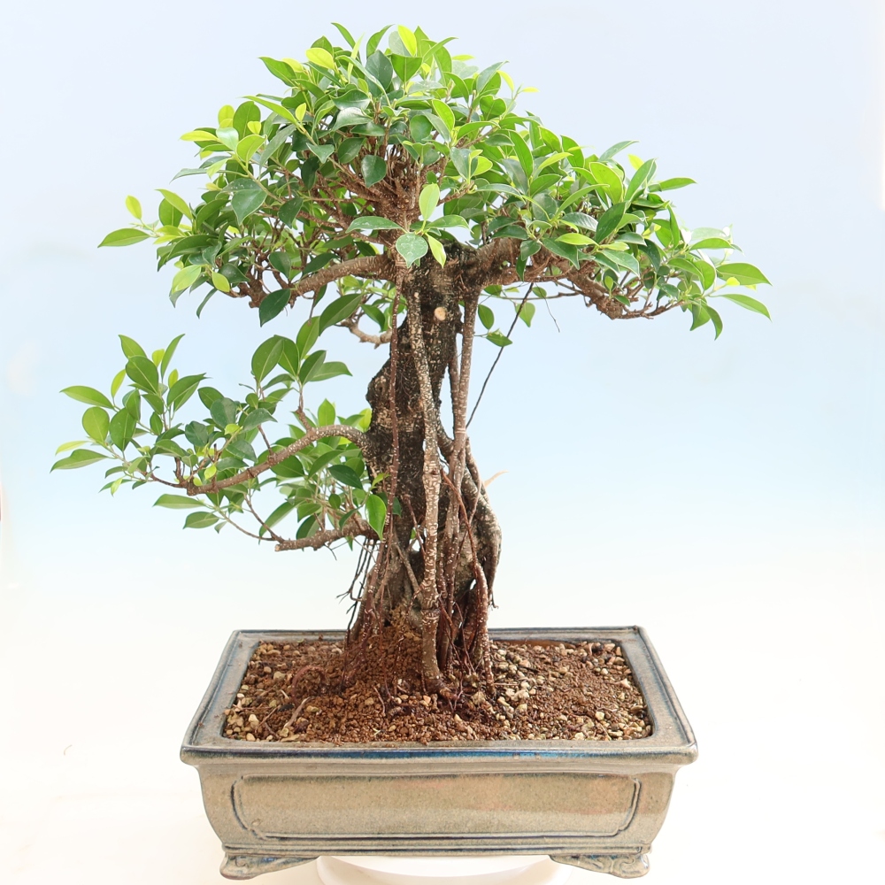 Room bonsai - Ficus kimmen - small-leaved ficus