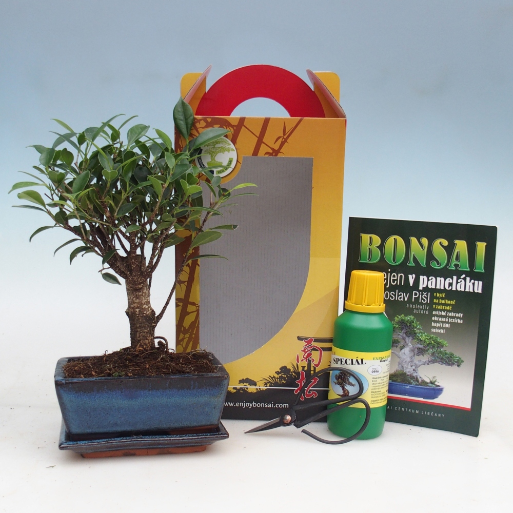 Room bonsai in gift box Ficus retusa - Small-leaved ficus