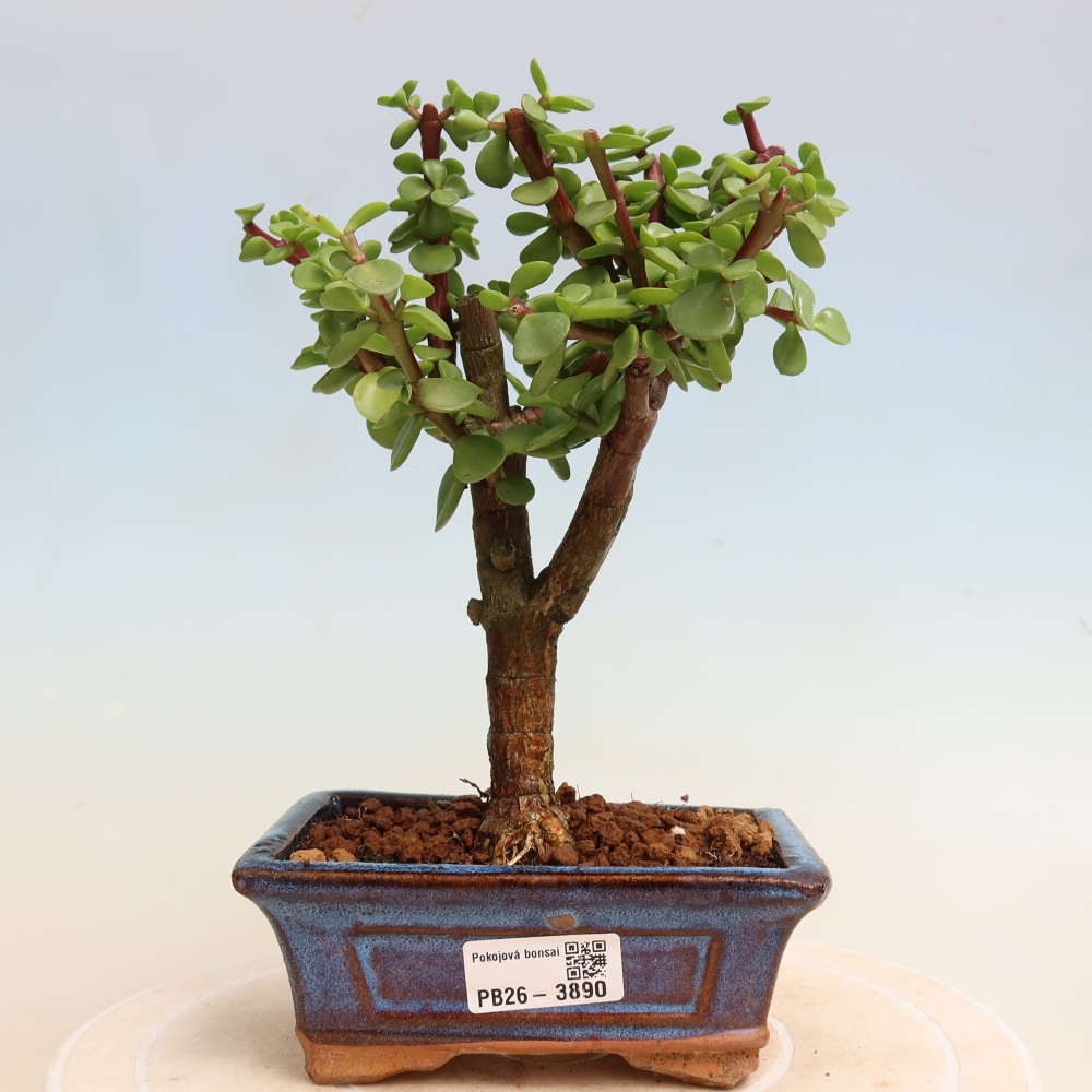 Room bonsai - Portulakaria Afra - Tlustice