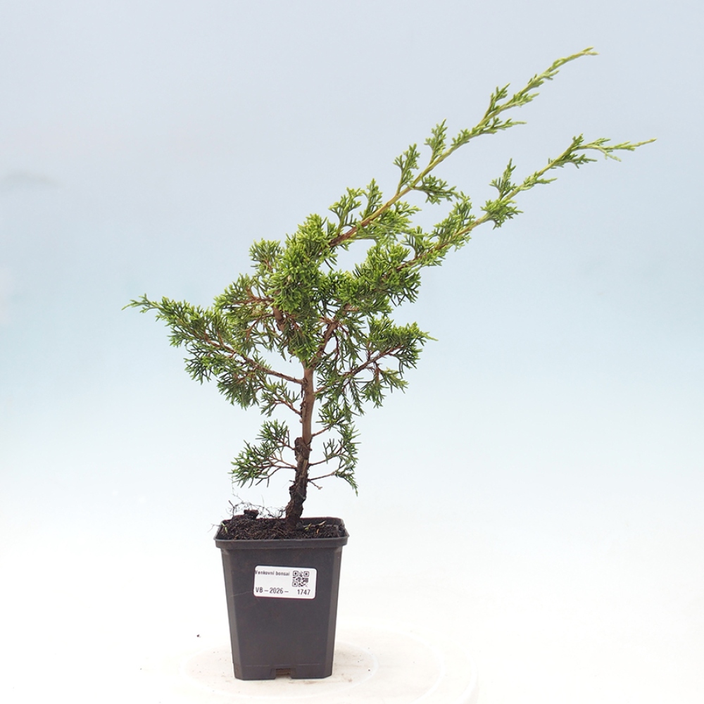 Outdoor bonsai - Juniperus chinensis Itoigawa