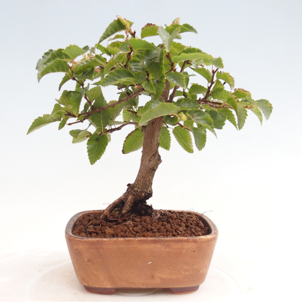 Outdoor bonsai -Carpinus CARPINOIDES - Korean Hornbeam