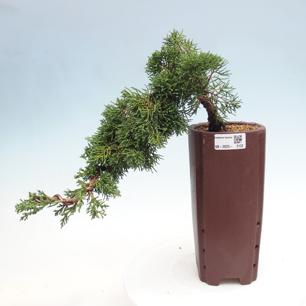 Outdoor bonsai - Juniperus chinensis Kishu - Chinese Juniper
