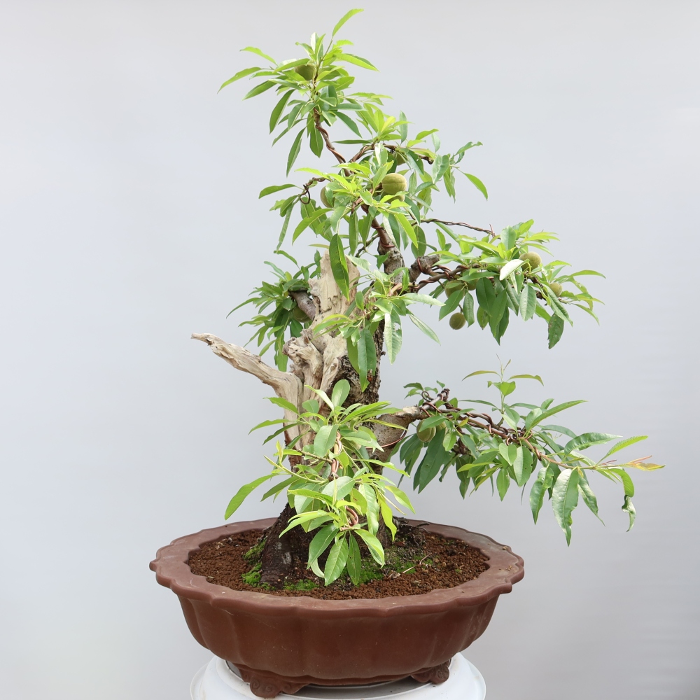 Outdoor Bonsai - Prunus dulcis – Common Almond