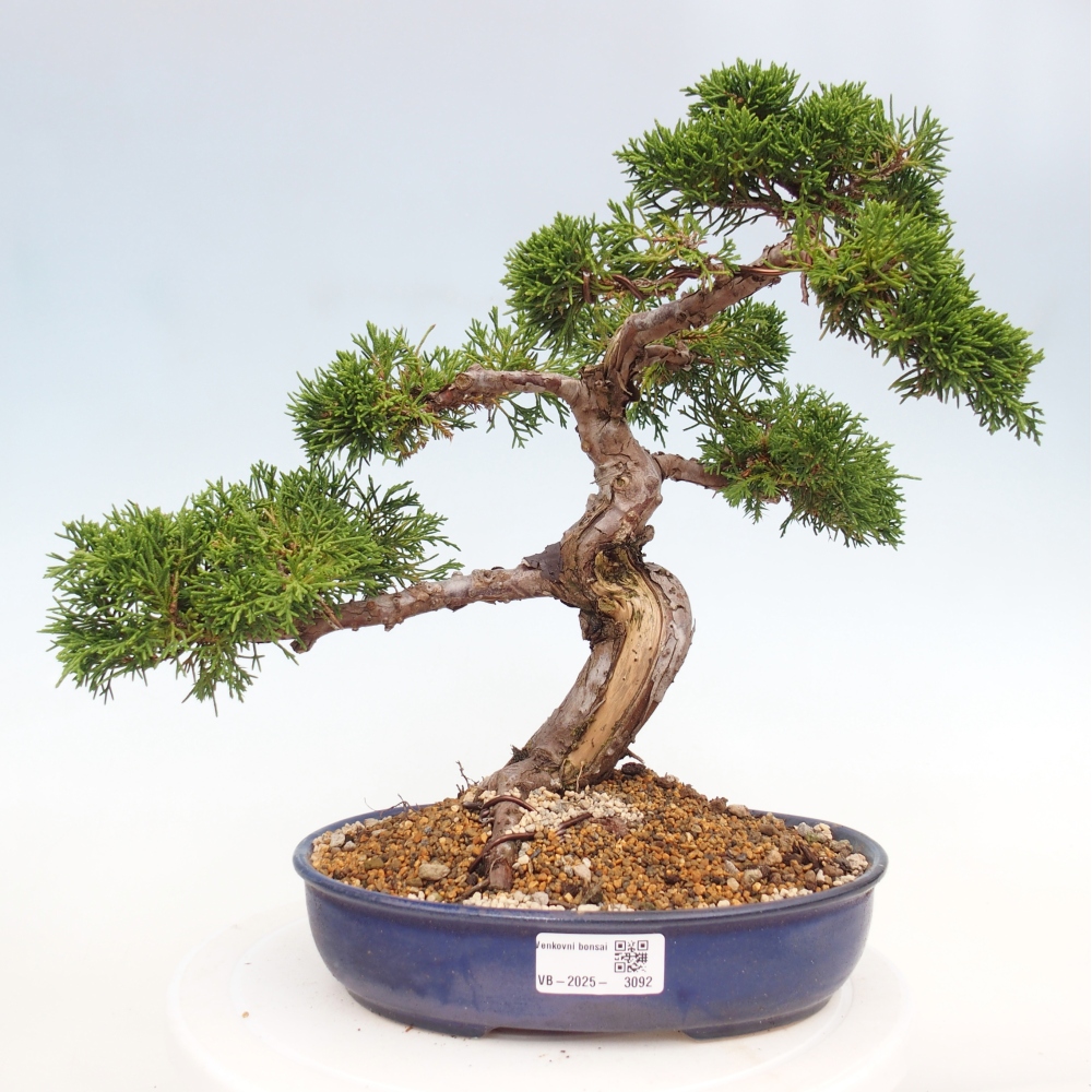 Outdoor bonsai - Juniperus chinensis Itoigawa - Chinese juniper