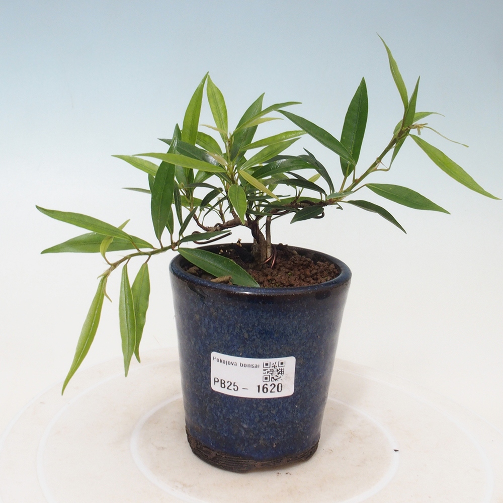 Indoor bonsai - Ficus nerifolia - small-leaved ficus
