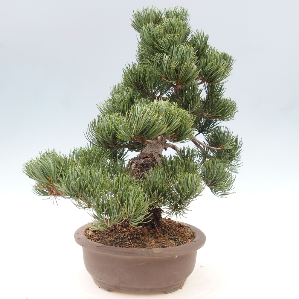 Outdoor bonsai - Pinus parviflora - Small pine tree