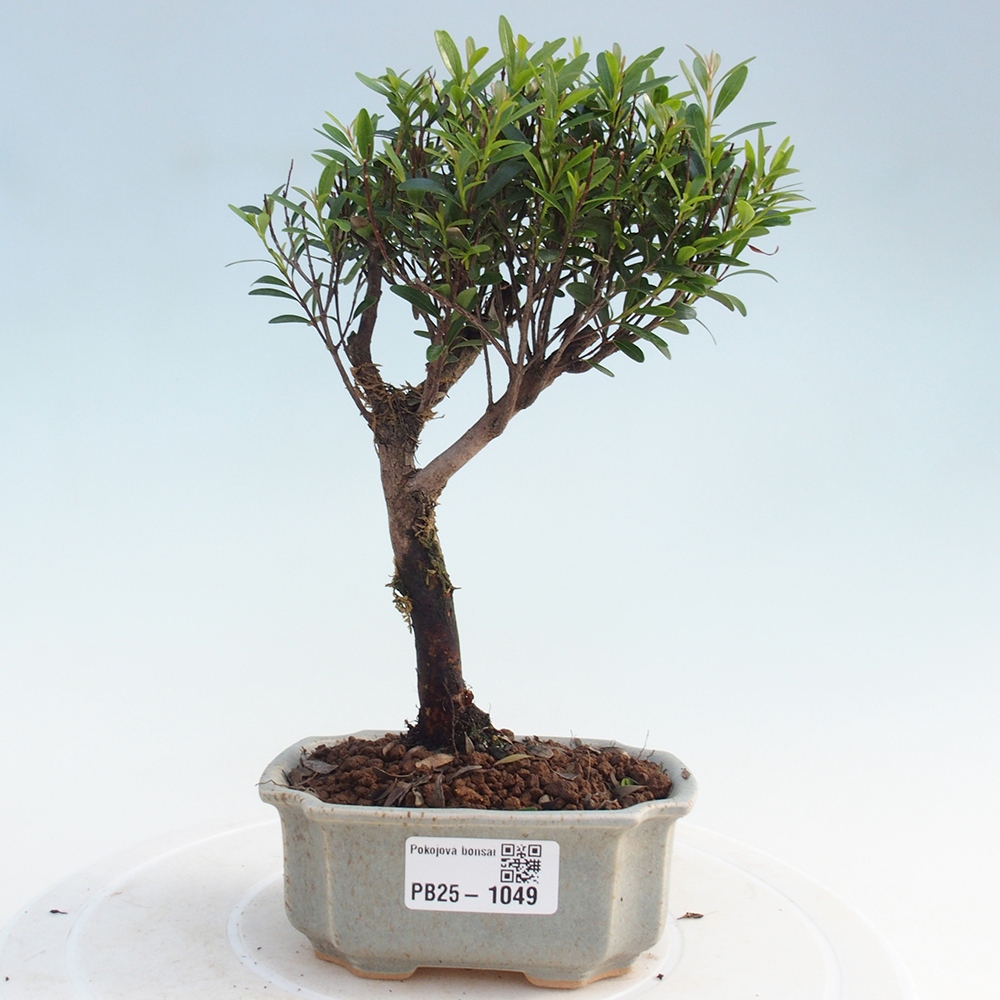 Room bonsai - Syzygium - Pimentovník