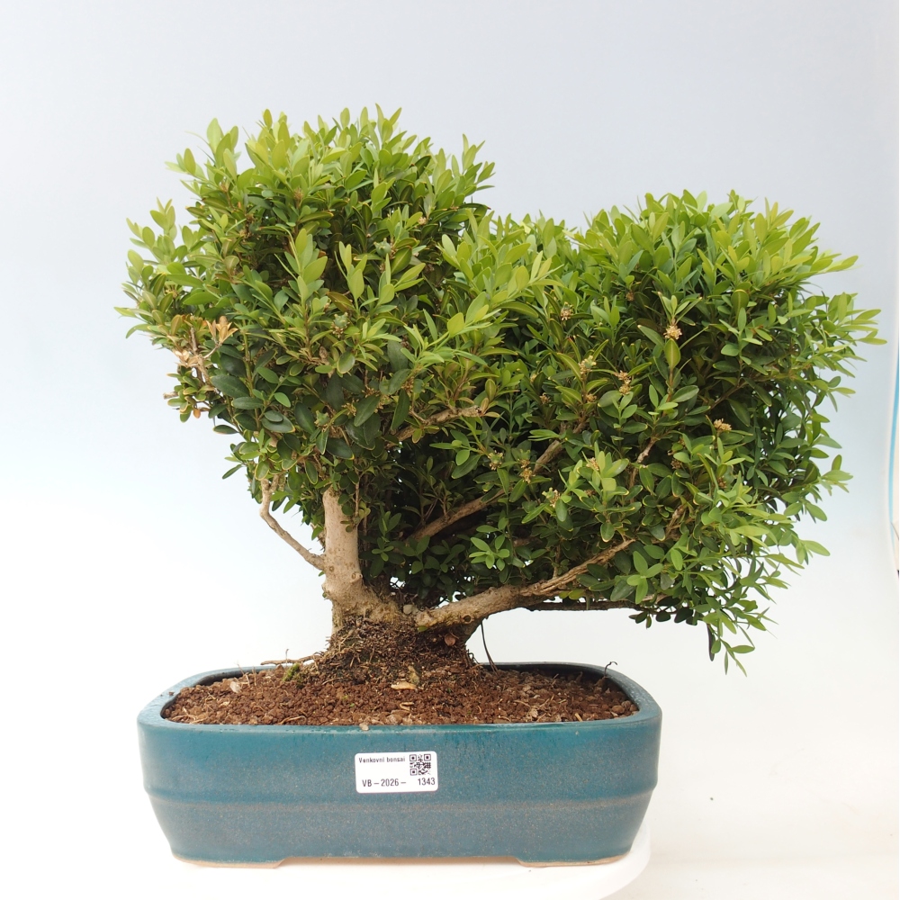Outdoor bonsai - Buxus sempervirens - boxwood