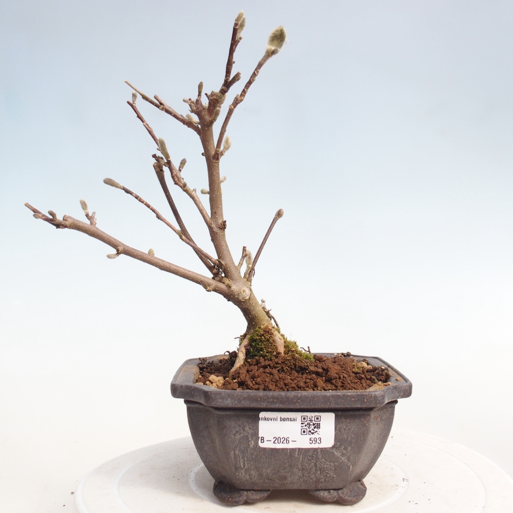 Outdoor bonsai - Magnolia stellata