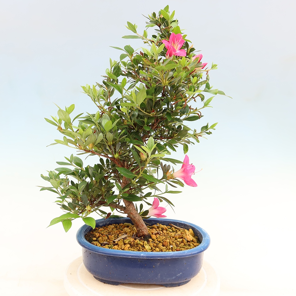 Outdoor bonsai - Japanese Azalea - Azalea Yoko