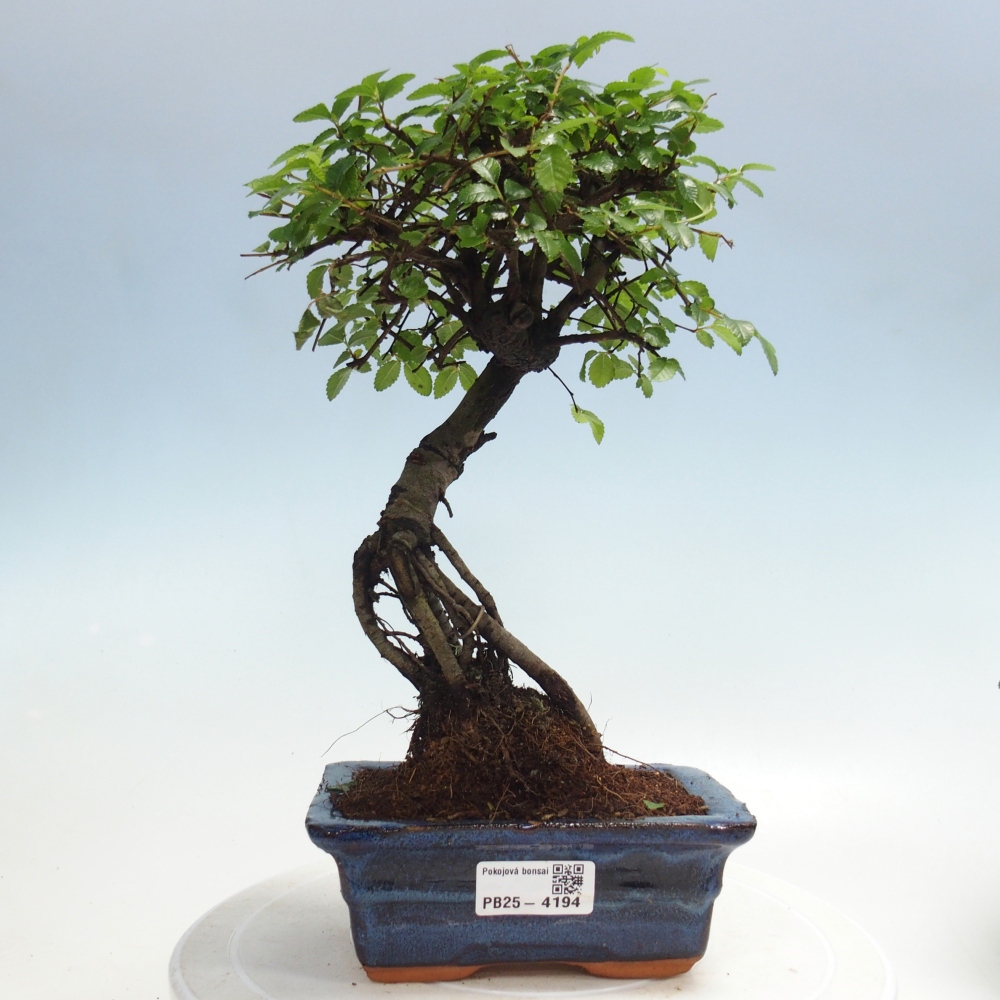 Room bonsai - Ulmus parvifolia - Small-leaved elm