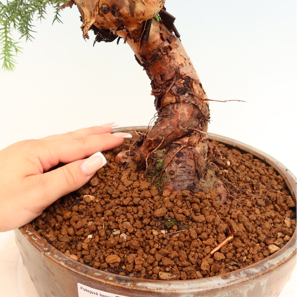 Indoor Bonsai - Araucaria - Indoor Spruce