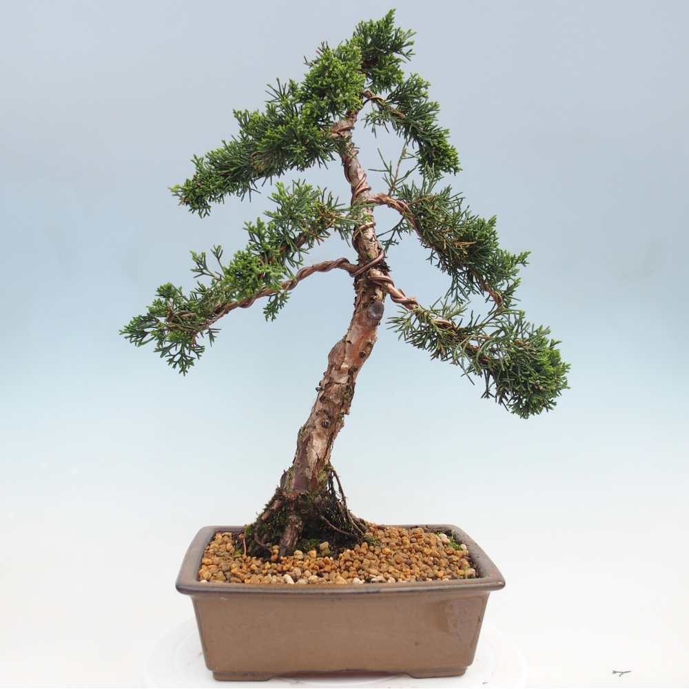Outdoor bonsai - Juniperus chinensis Kishu