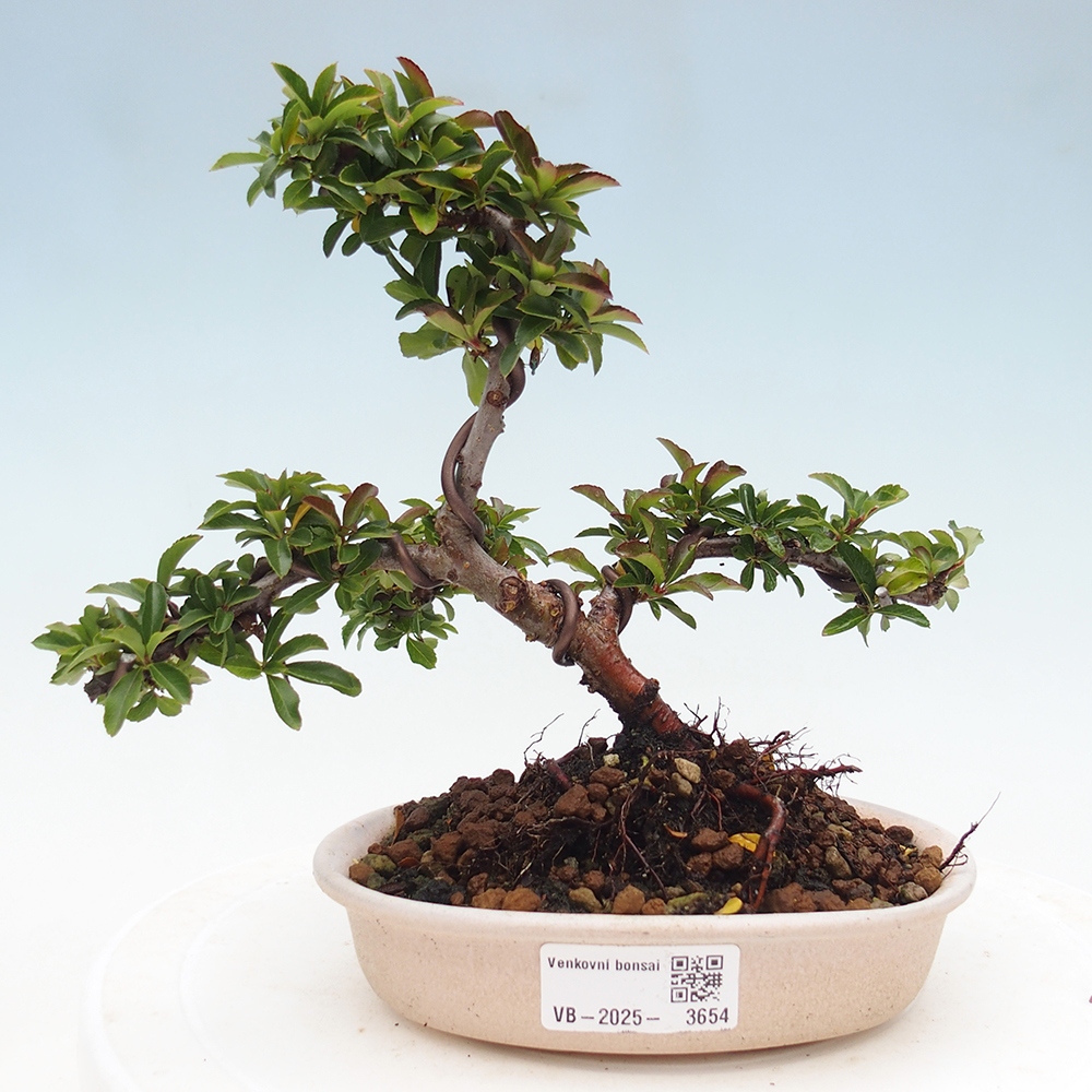 Outdoor bonsai-Pyracantha Teton -Hlox