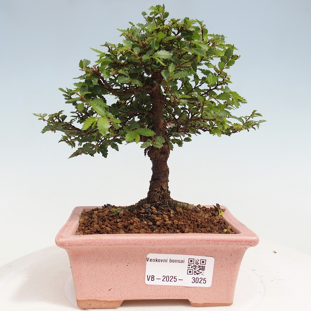 Outdoor bonsai - Ulmus parvifolia Sagei - Small-leaved elm