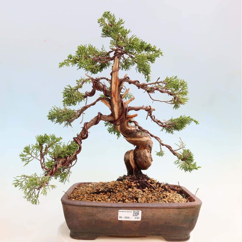 Outdoor Bonsai - Juniperus chinensis Itoigawa - Chinese Juniper