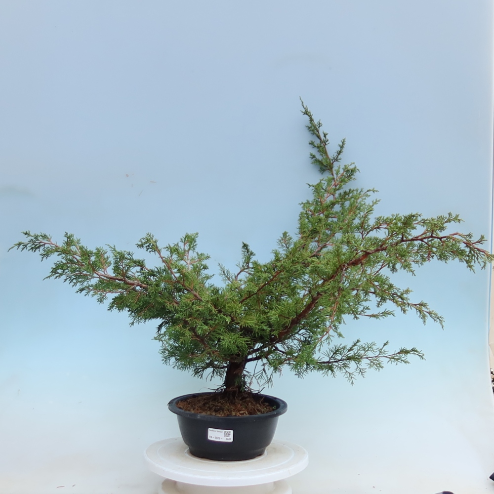 Outdoor Bonsai - Juniperus chinensis Itoigawa - Chinese Juniper