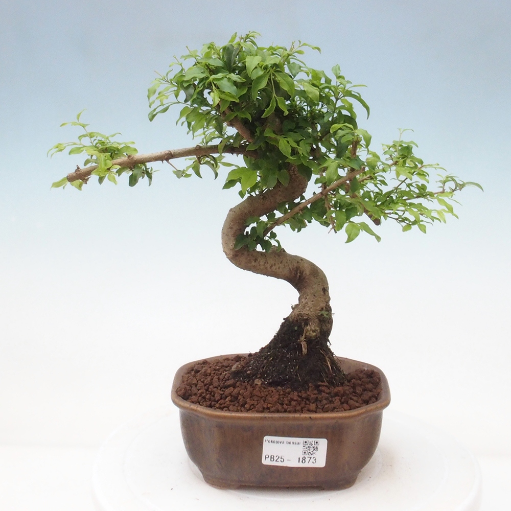 Indoor bonsai -Ligustrum chinensis - Bird's beak