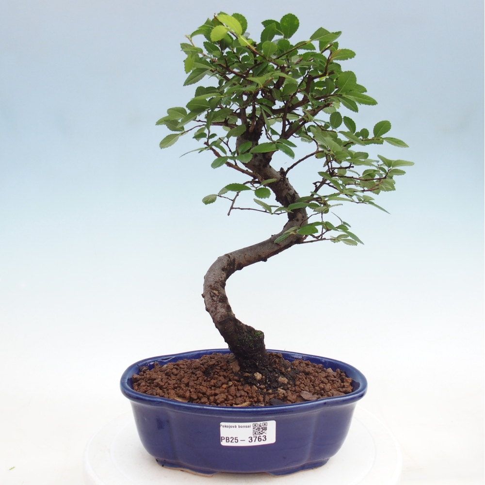 Room bonsai - Ulmus parvifolia - Small-leaved elm