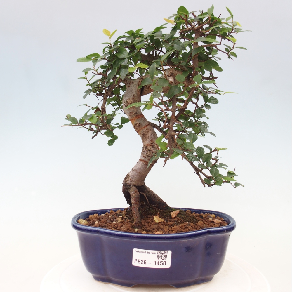 Room bonsai - Ulmus parvifolia - Small-leaved elm