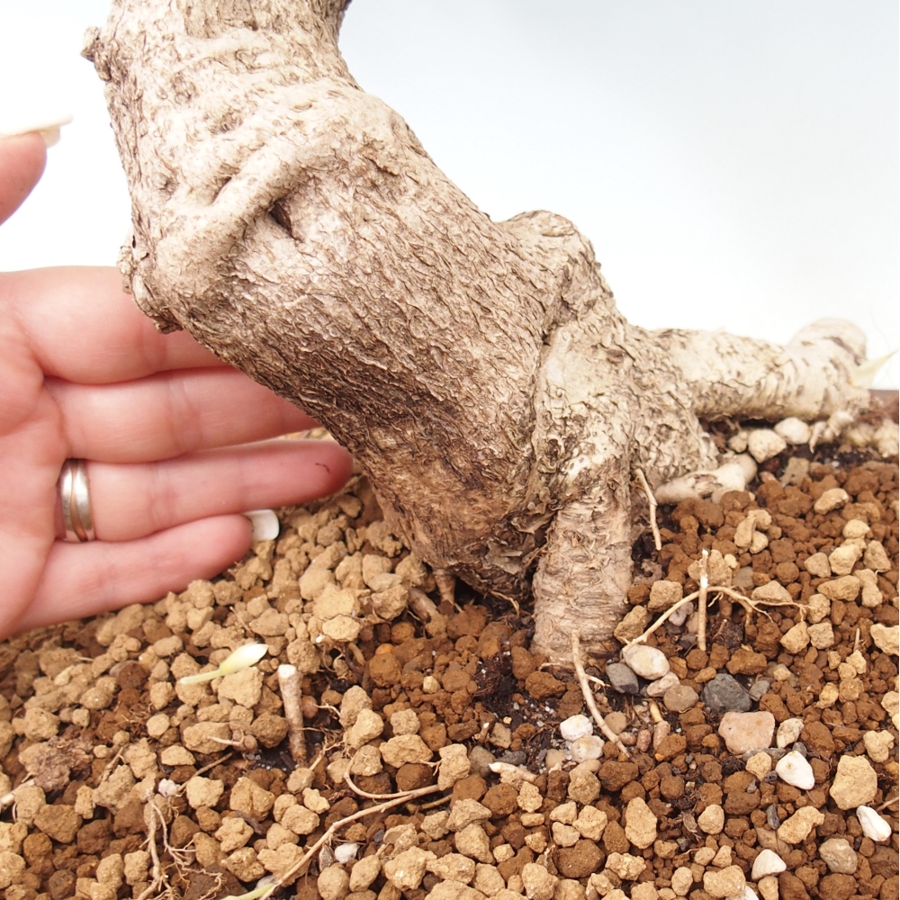 Outdoor bonsai - Vistaria - Wisteria