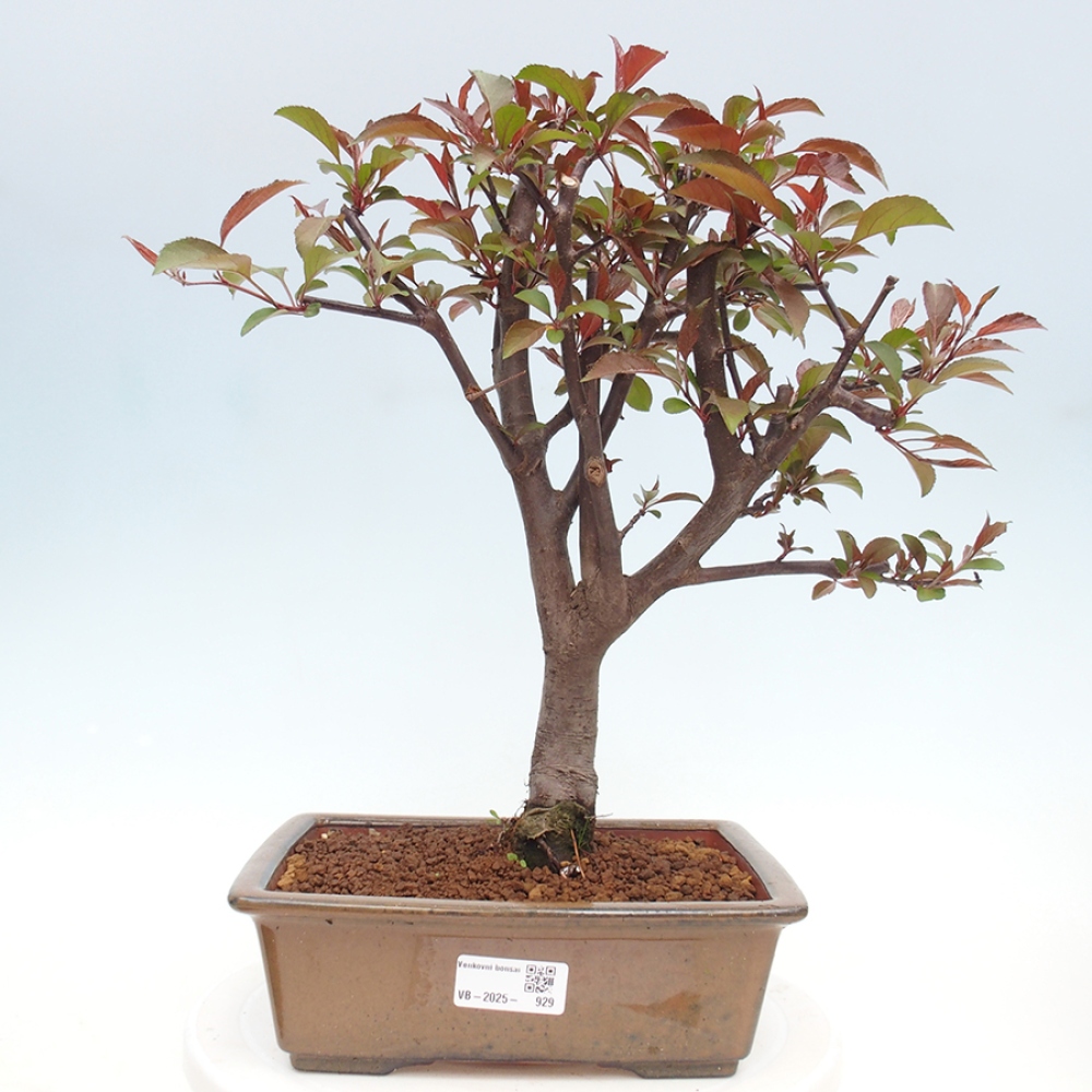Outdoor bonsai - Malus domestica - Small-fruited red-leaved apple tree
